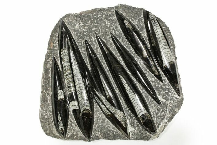 Polished Fossil Orthoceras (Cephalopod) Plate - Morocco #359677